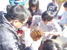 中身があるどんぐりがこんなにたくさん。次の春に植えます。
